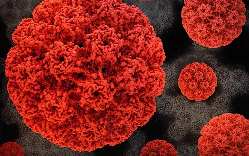 تقویت سیستم ایمنی برای درمان زگیل تناسلی؛ چگونه بدن را در برابر HPV مقاوم کنیم؟