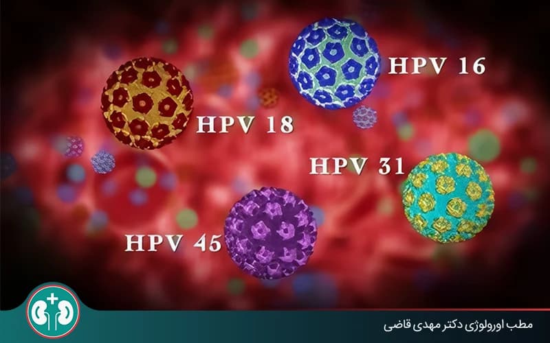ما هو فيروس الورم الحليمي البشري؟ طرق الانتقال والوقاية والعلاج