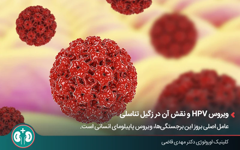 Three-dimensional view of the HPV virus that causes genital warts