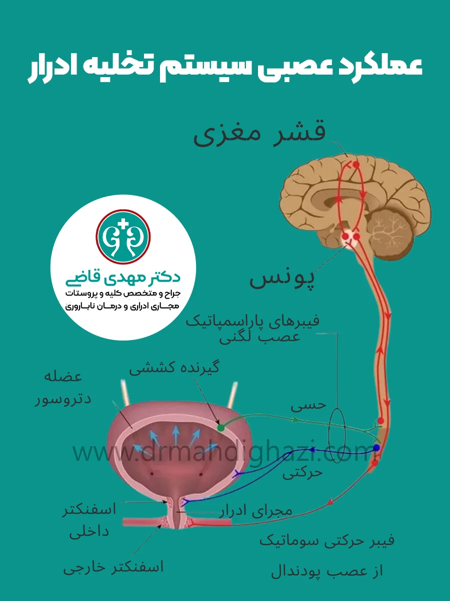 عملکرد عصبی سیستم تخلیه ادرار - دکتر قاضی